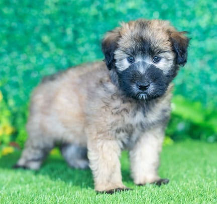Soft Coated Wheaten Terrier puppy named Flynn