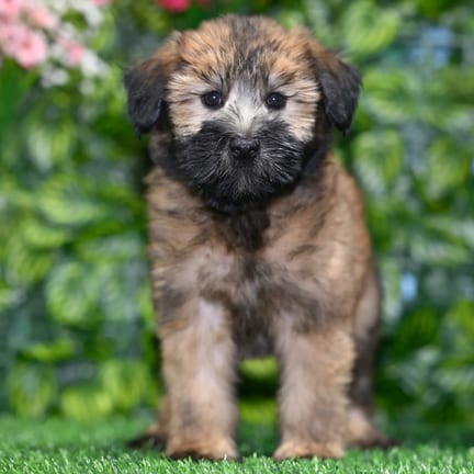 Soft Coated Wheaten Terrier puppy named Clover