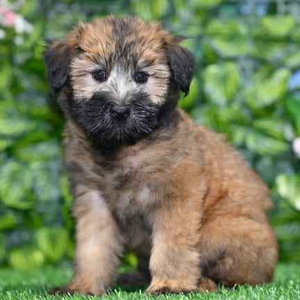 Soft Coated Wheaten Terrier puppy named Clover