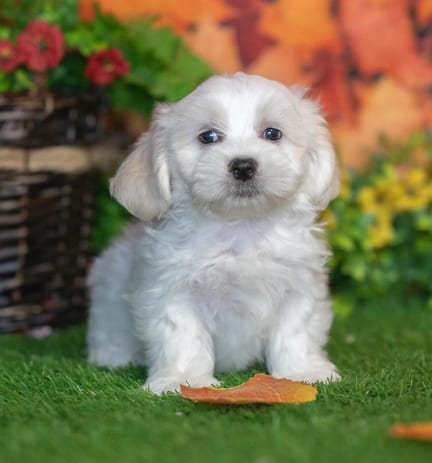 Teddy Bear puppy named Saul