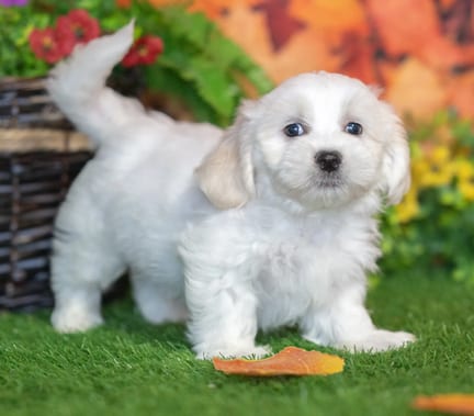 Teddy Bear puppy named Saul