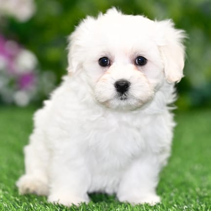 Teddy Bear puppy named Ozzy