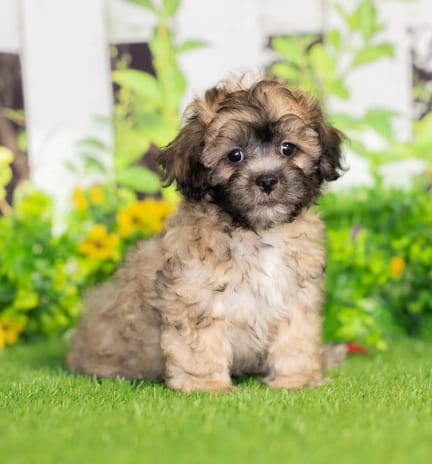 Teddy Bear puppy named Warren