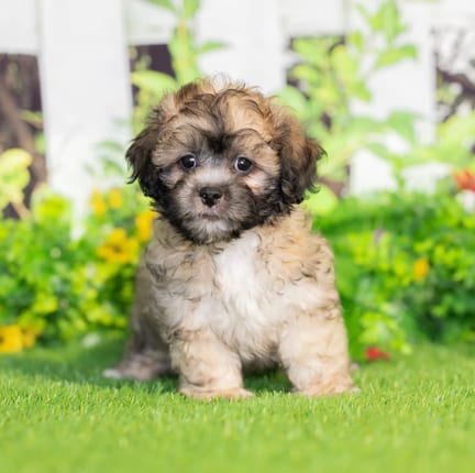 Teddy Bear puppy named Warren