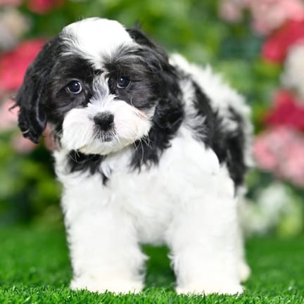 Teddy Bear puppy named Lane
