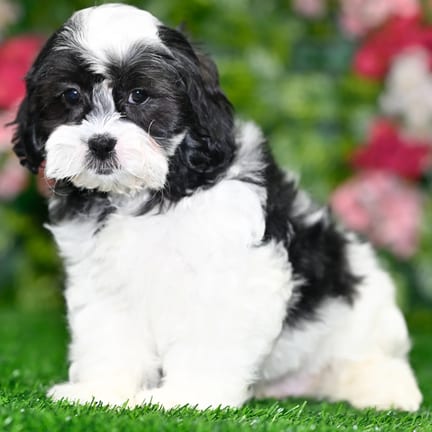 Teddy Bear puppy named Lane