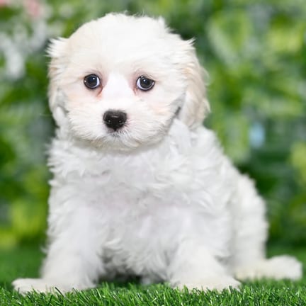 Teddy Bear puppy named Orson