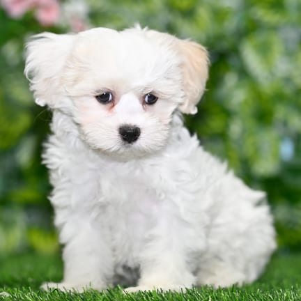 Teddy Bear puppy named Orson