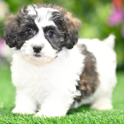 Teddy Bear puppy named Alex