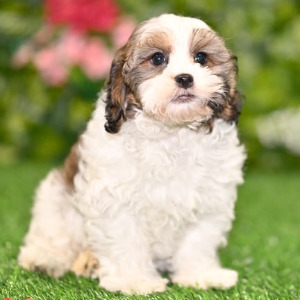 Teddy Bear puppy named Zola