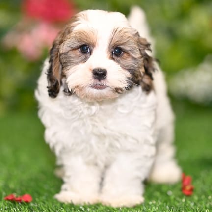 Teddy Bear puppy named Zola