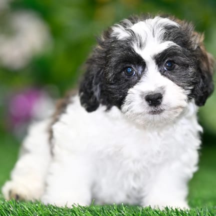 Teddy Bear puppy named Robert