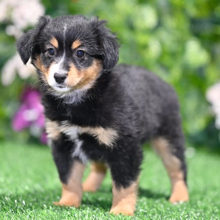 Toy Australian Shepherd puppy named Leroy