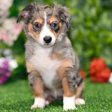Toy Australian Shepherd puppy named Archie