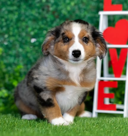 Toy Australian Shepherd puppy named Fig