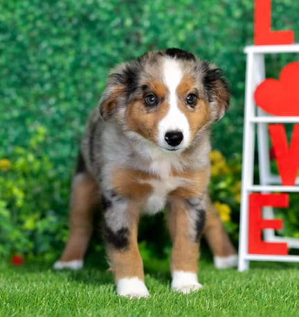 Toy Australian Shepherd puppy named Fig