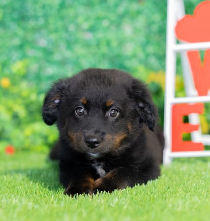 Toy Australian Shepherd puppy named Kai