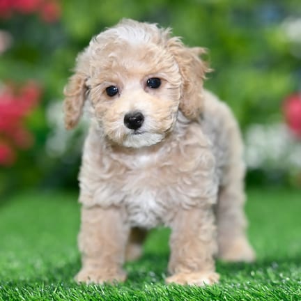 Toy Poodle puppy named Magnus