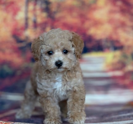 Toy Poodle puppy named Oscar