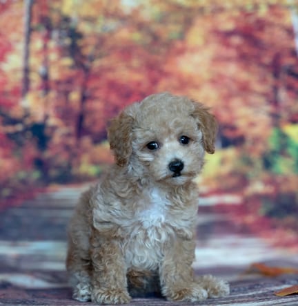 Toy Poodle puppy named Oscar