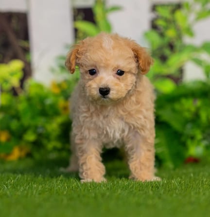 Toy Poodle puppy named Wren