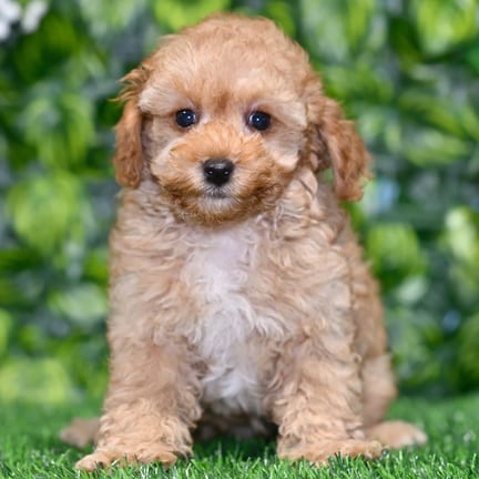 Toy Poodle puppy named Faye