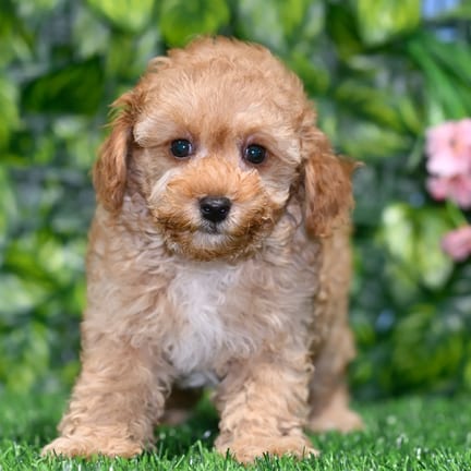 Toy Poodle puppy named Faye