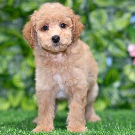 Toy Poodle puppy named Reed