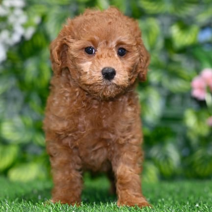 Toy Poodle puppy named Wink