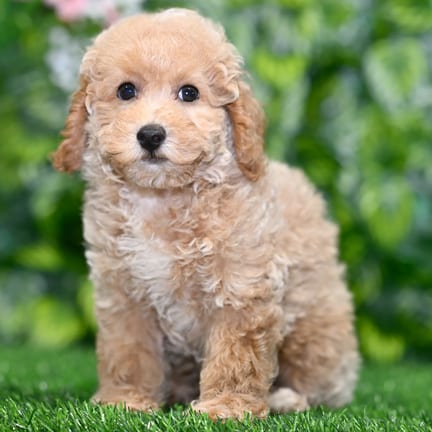 Toy Poodle puppy named Ned
