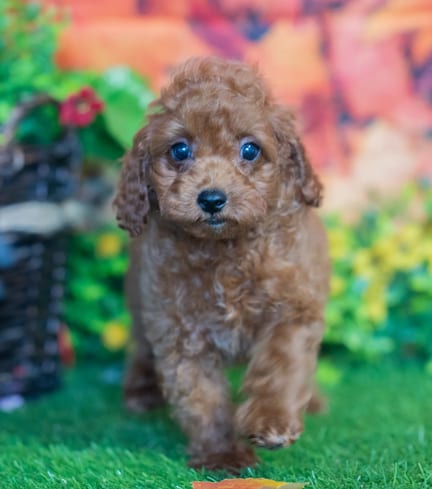 Toy Poodle puppy named Ashley