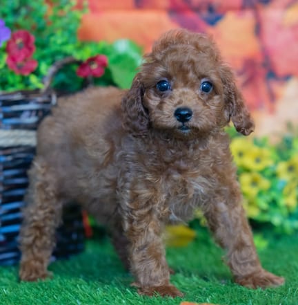 Toy Poodle puppy named Ashley