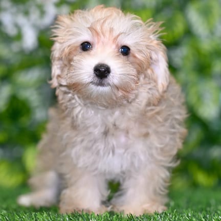 Yorkiechon puppy named Dudley