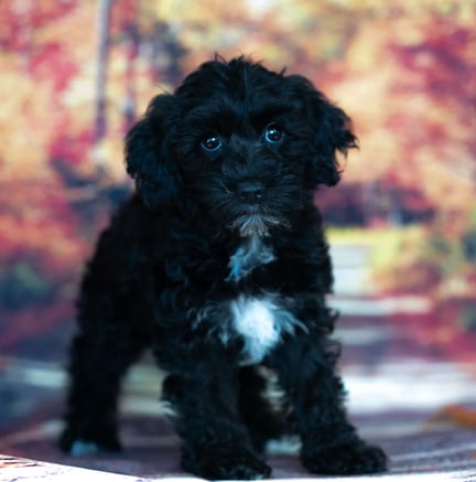 Yorkiepoo puppy named Doc