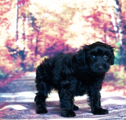 Yorkiepoo puppy named Homer