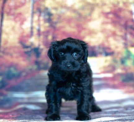 Yorkiepoo puppy named Homer