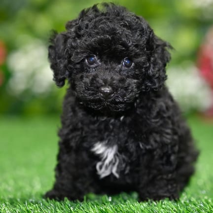 Yorkiepoo puppy named Meyer