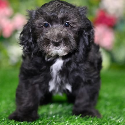 Yorkiepoo puppy named Bruno
