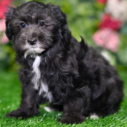 Yorkiepoo puppy named Bruno