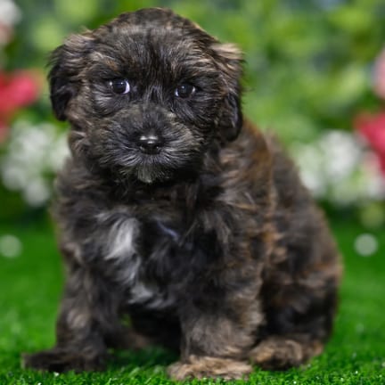 Yorkiepoo puppy named Tyson