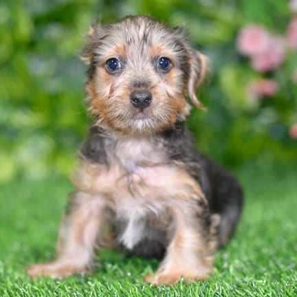 Yorkshire Terrier puppy named Ernest