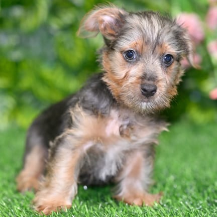 Yorkshire Terrier puppy named Ernest