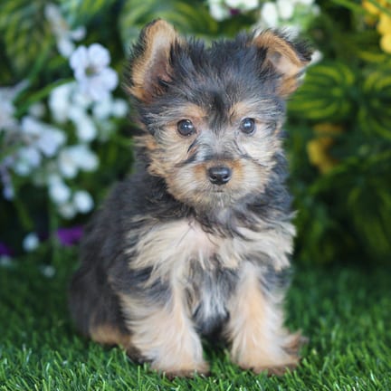 Yorkshire Terrier puppy named Edwin