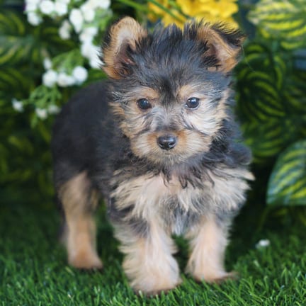 Yorkshire Terrier puppy named Edwin