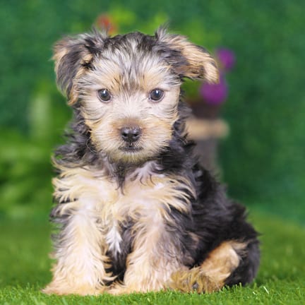 Yorkshire Terrier puppy named Murray