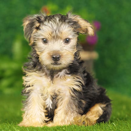 Yorkshire Terrier puppy named Murray