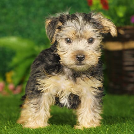 Yorkshire Terrier puppy named Murray