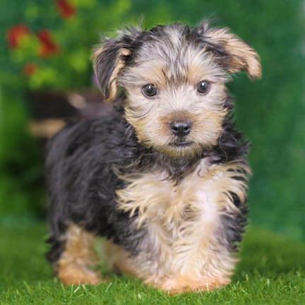 Yorkshire Terrier puppy named Murray
