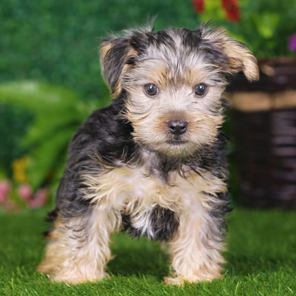 Yorkshire Terrier puppy named Murray