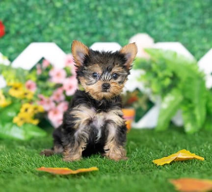 Yorkshire Terrier puppy named Parsley